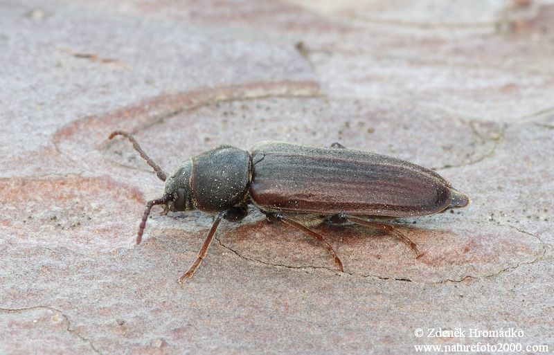 tesařík pruhovaný, Asemum striatum, Cerambycidae, Asemini (Brouci, Coleoptera)